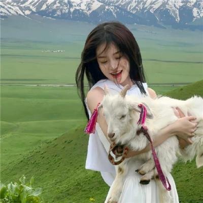 木材宝藏狗